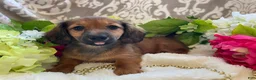 Miniature Dachshund dogs for sale: Tulip - Ad 11