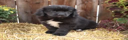 Newfoundland dogs for sale: Hazel - Ad 3