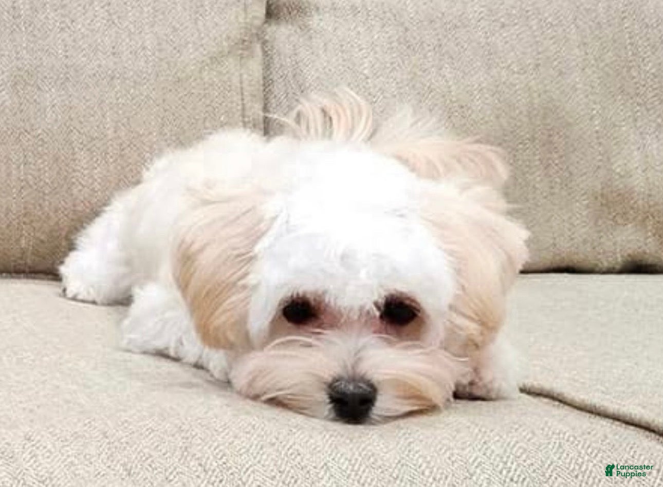 Maltipoo dogs Maltipoo Puppy 2 - Ad 4