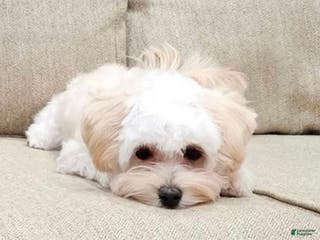 Maltipoo dogs Maltipoo Puppy 2 - Ad 9