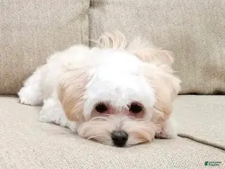 Maltipoo dogs Maltipoo Puppy 2 - Ad 29