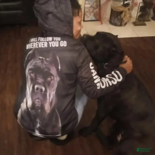 Gallery Image {{count}}