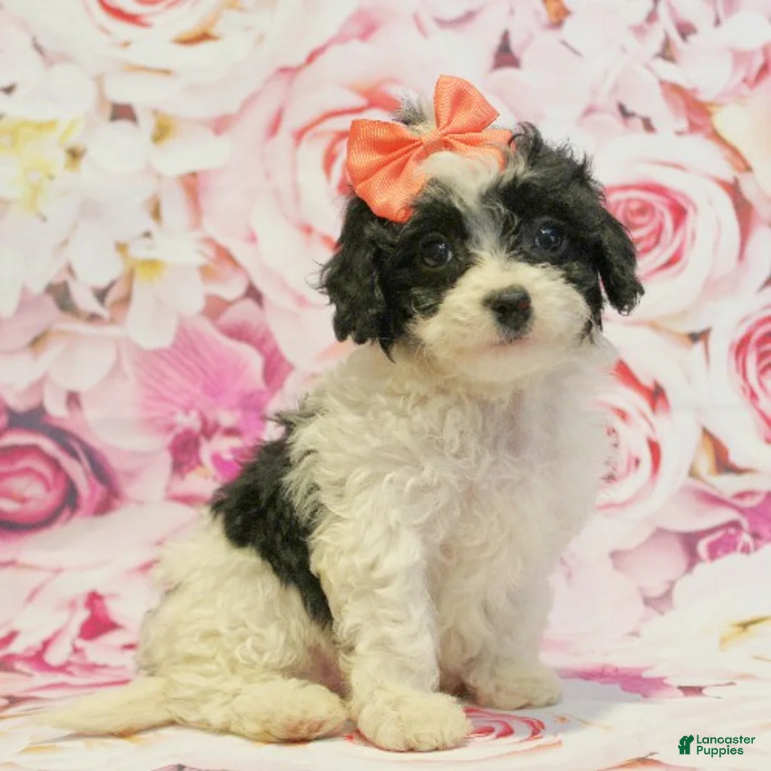 Cavapoo dogs for sale: Daisy - Ad 1