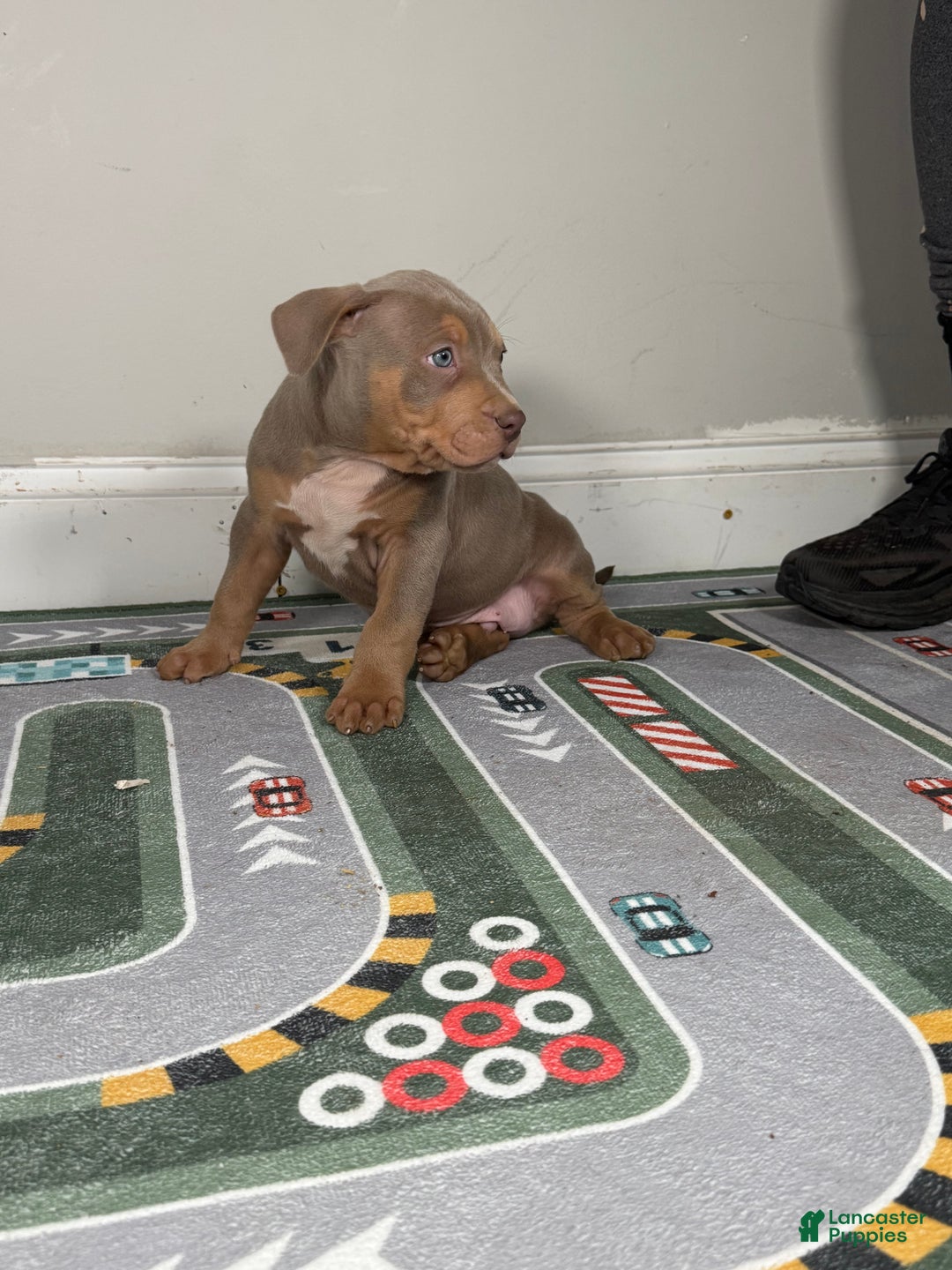 American Bully dogs for sale: King  - Ad 9