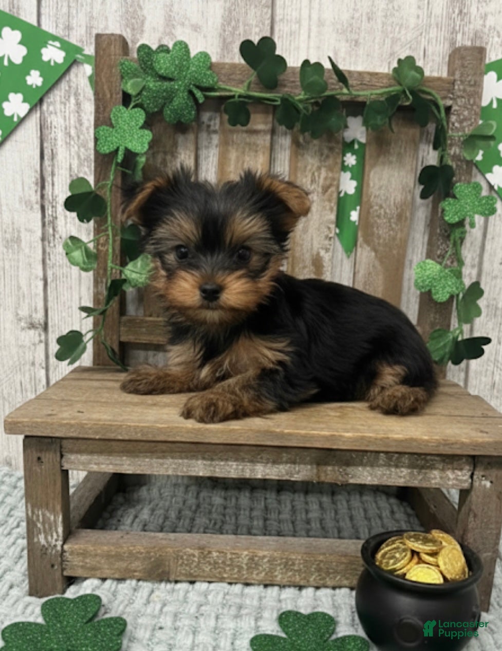 Yorkshire Terrier dogs Yorkshire Terrier Puppy 2 - Ad 13