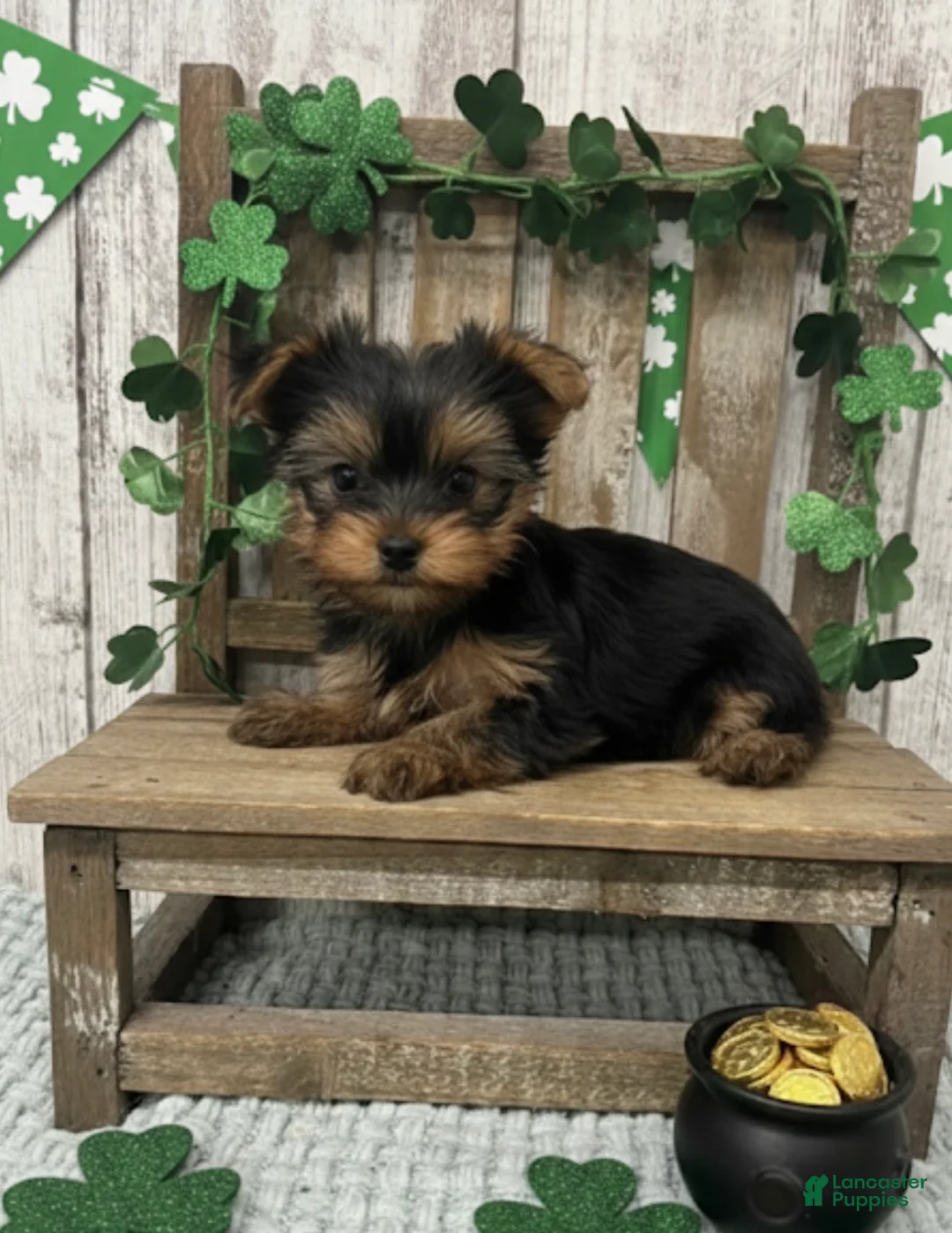 Yorkshire Terrier dogs for sale: Yorkshire Terrier Puppy 2 - Ad 1
