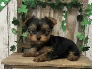 Yorkshire Terrier dogs Yorkshire Terrier Puppy 2 - Ad 13