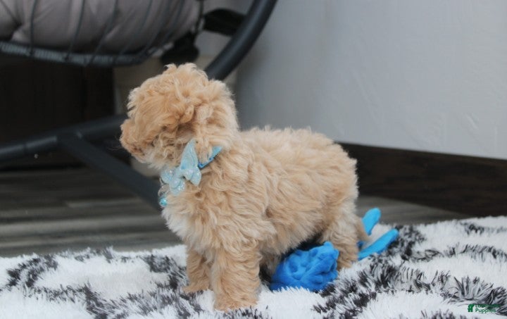 Bichpoo dogs Ranger - Ad 2