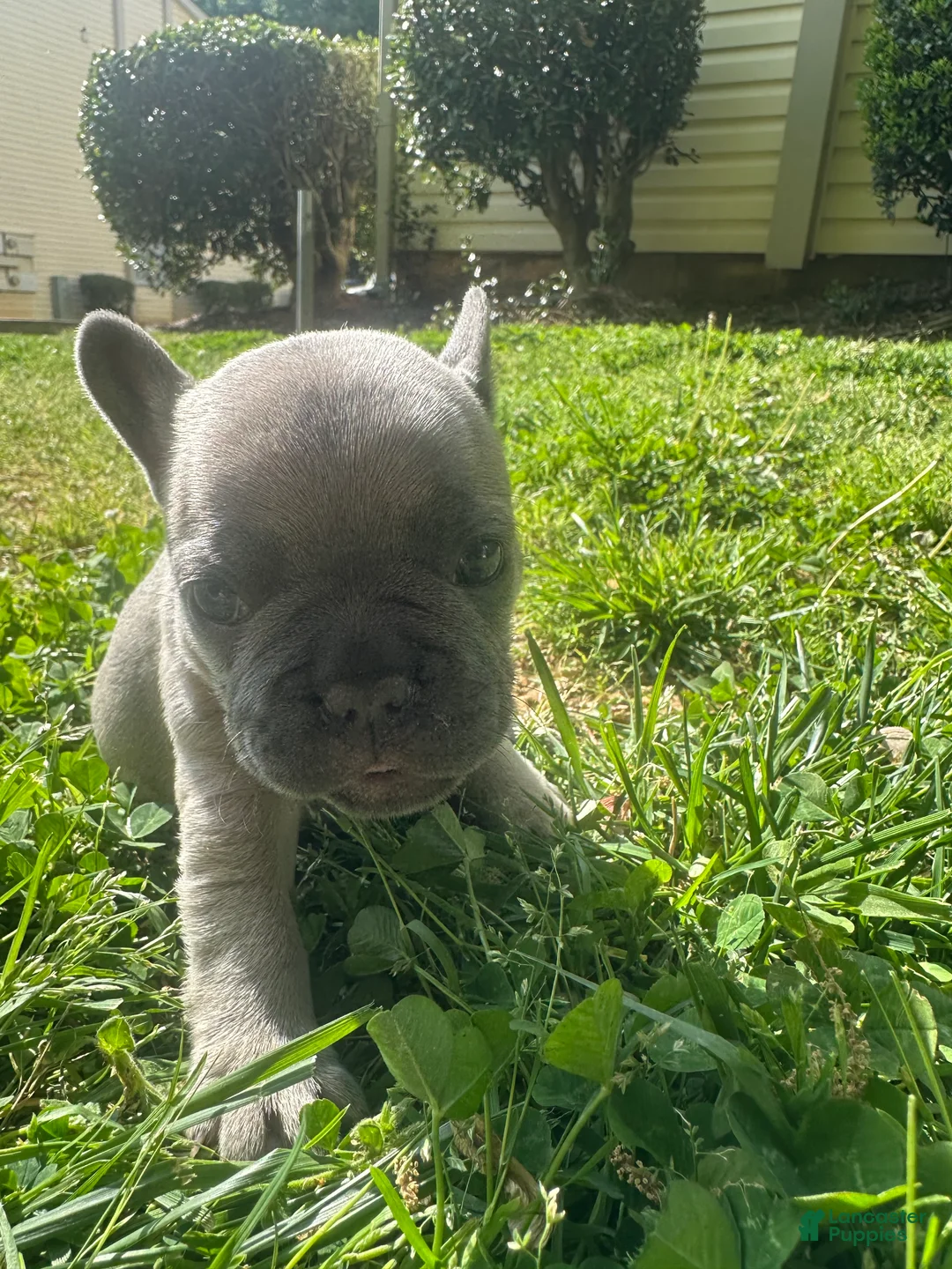 French Bulldog dogs for sale: French Bulldog Puppy 2 - Ad 1