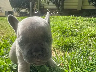 French Bulldog dogs French Bulldog Puppy 2 - Ad 40