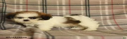 Shih Tzu dogs for sale: Sera - Ad 4