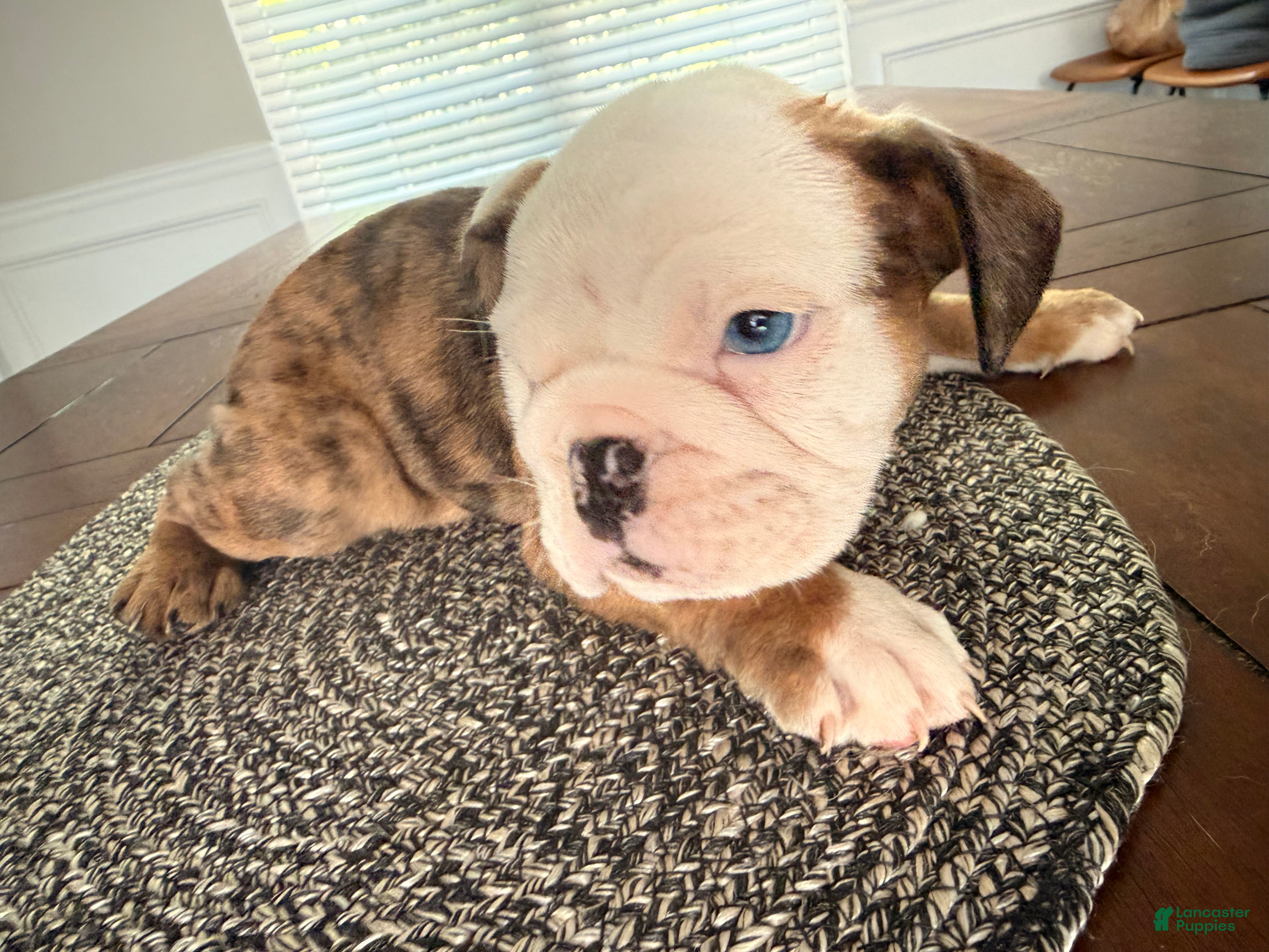 English Bulldog dogs Chester - Ad 9