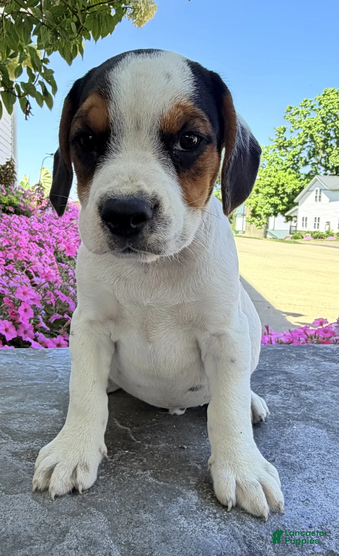 Beabull dogs for sale: Baxter - Ad 2