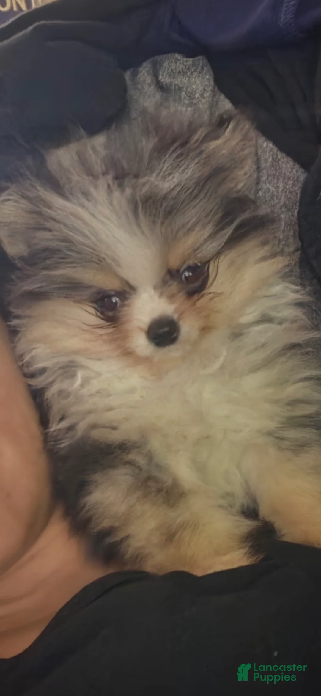 Pomeranian dogs for sale: Pomeranian 1 - Ad 4