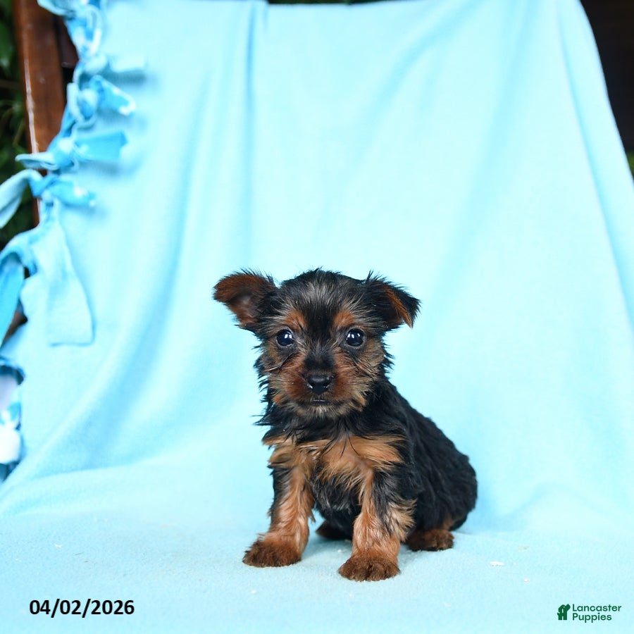 Yorkshire Terrier dogs Rosemary - Ad 1