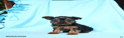 Yorkshire Terrier dogs for sale: Rosemary - Ad 1