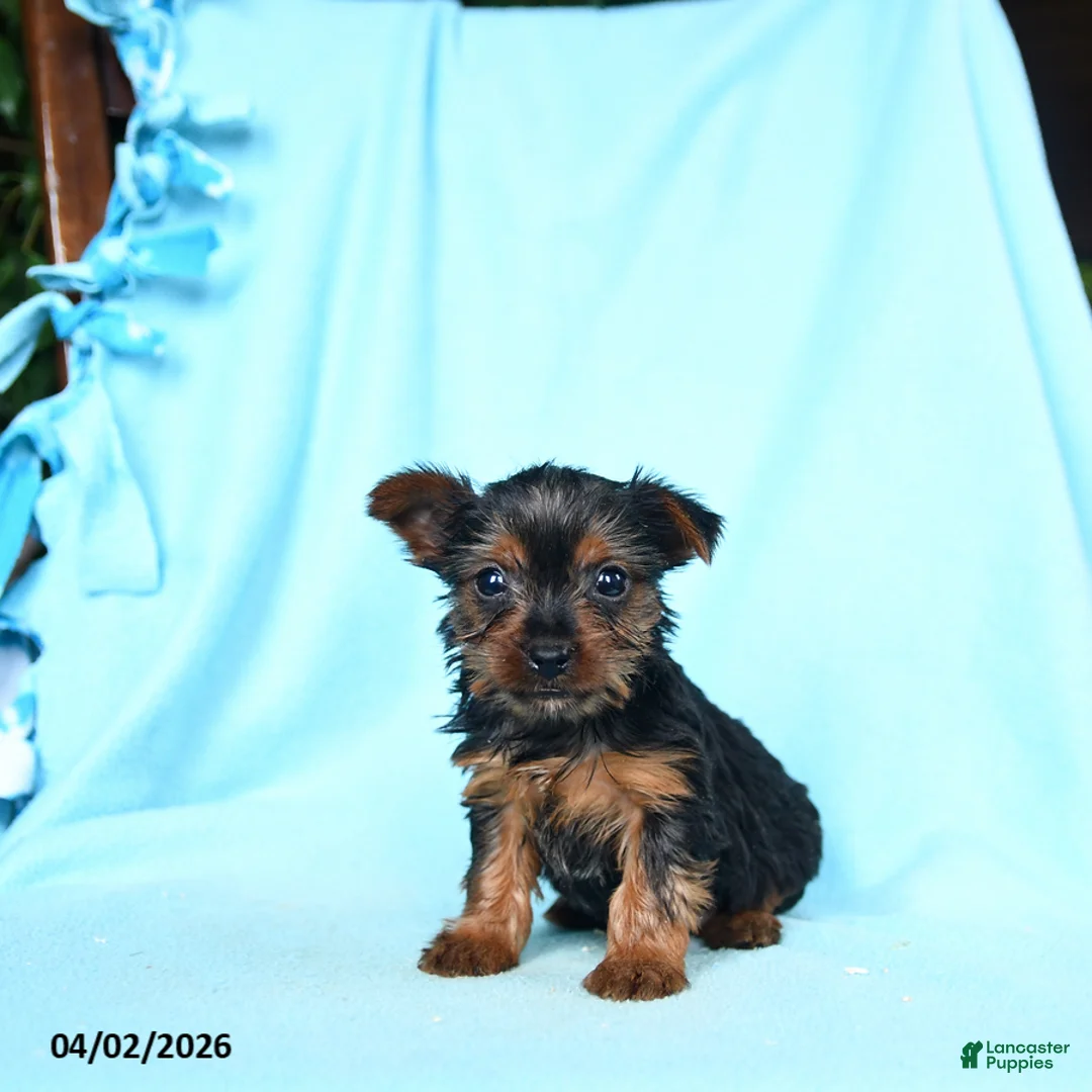 Yorkshire Terrier dogs for sale: Rosemary - Ad 1