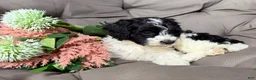 Cockapoo dogs for sale: Barney - Ad 6
