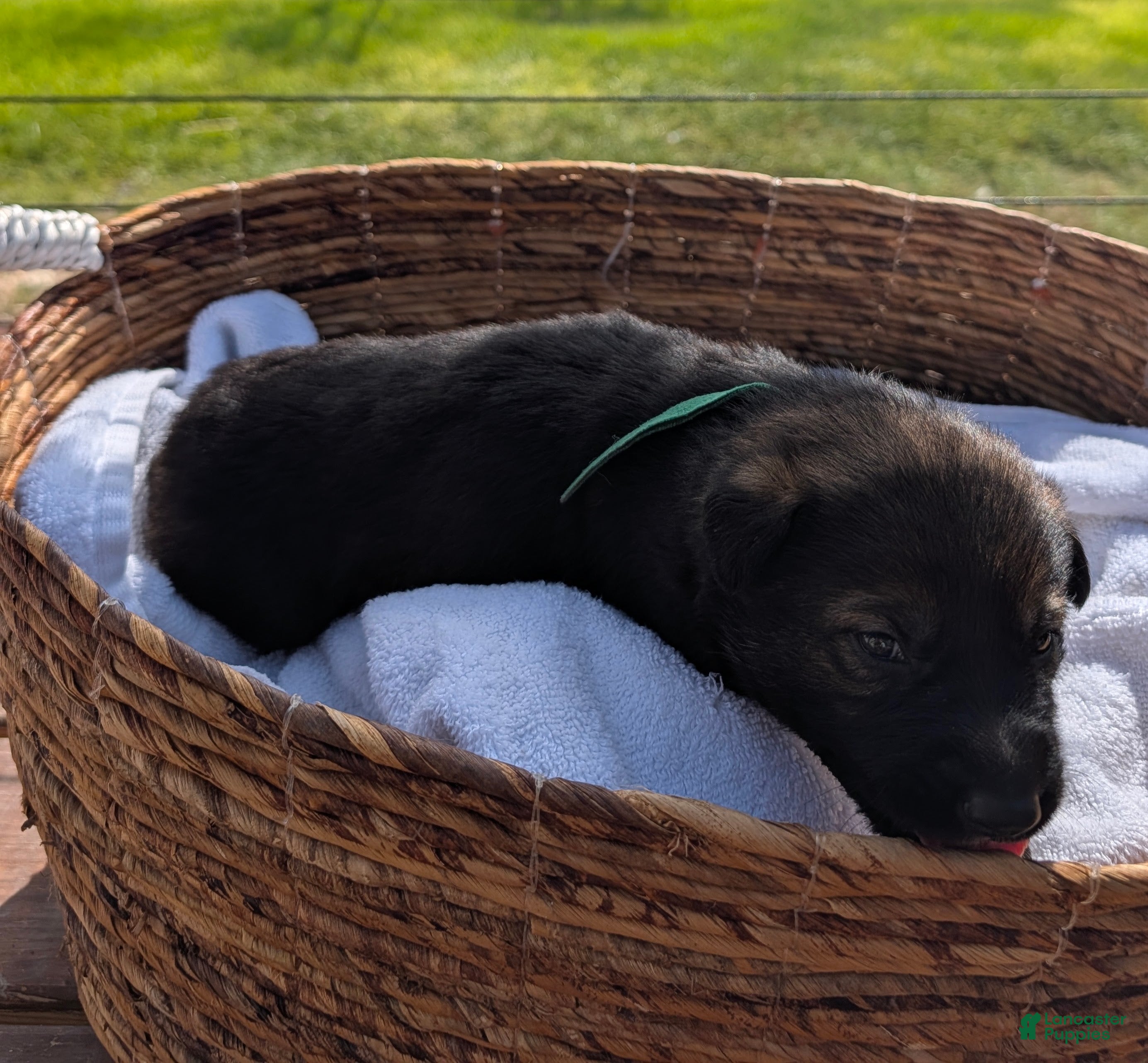 Mixed Breed dogs Mint Chip - Ad 41