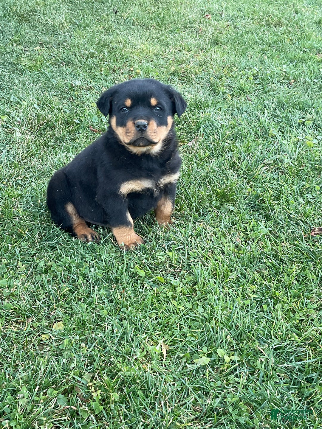 Rottweiler dogs for sale: Rottweiler Puppy 1 - Ad 6