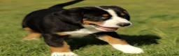 Greater Swiss Mountain Dog dogs for sale: Rosie  - Ad 4