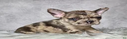 Frenchton dogs for sale: Miss Lola  - Ad 12