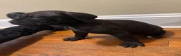 Cane Corso dogs for sale: Cane Corso Puppy 2 - Ad 1