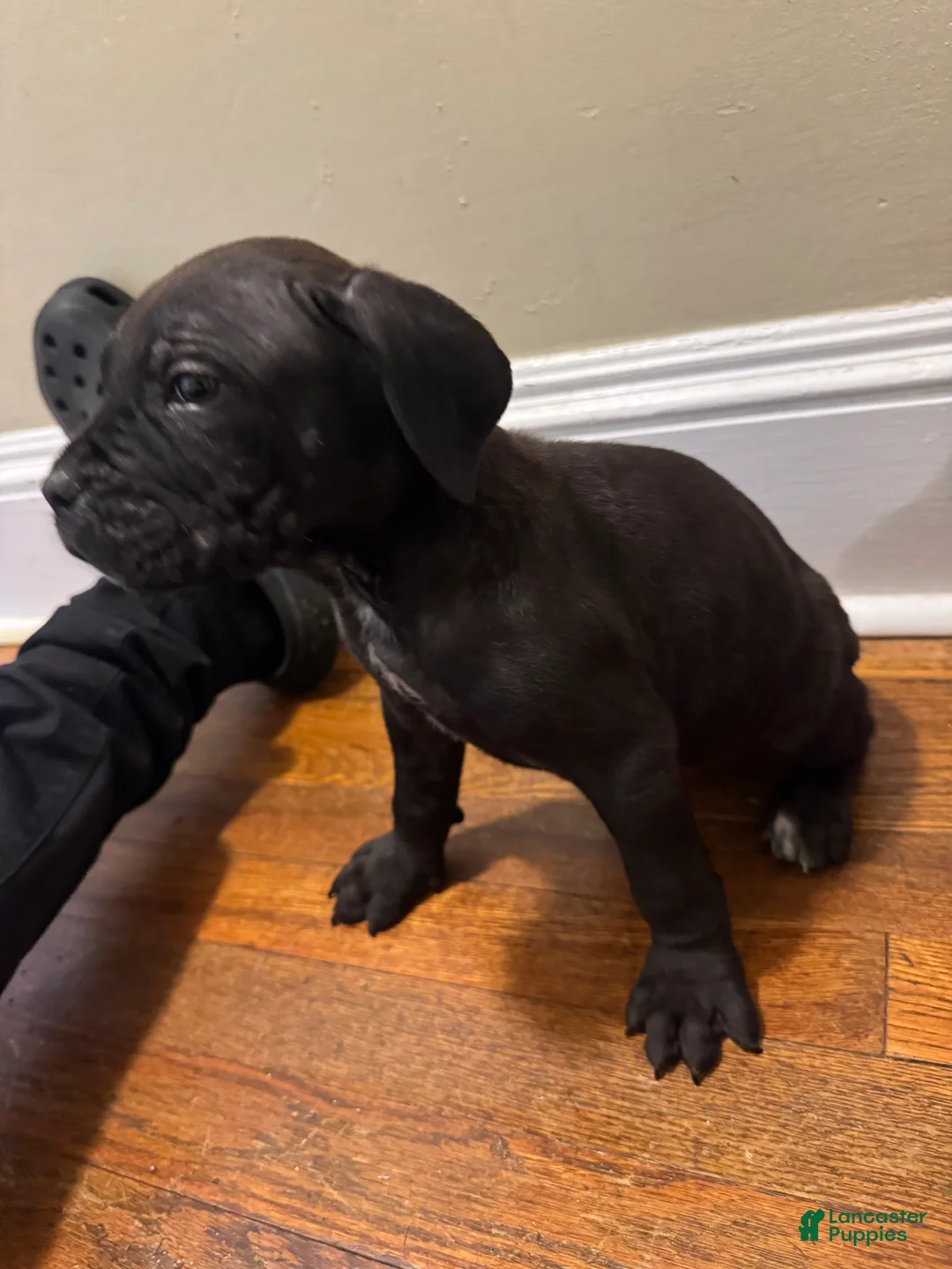 Cane Corso dogs for sale: Cane Corso Puppy 2 - Ad 1