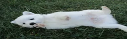 American Eskimo dogs for sale: Captain - Ad 4