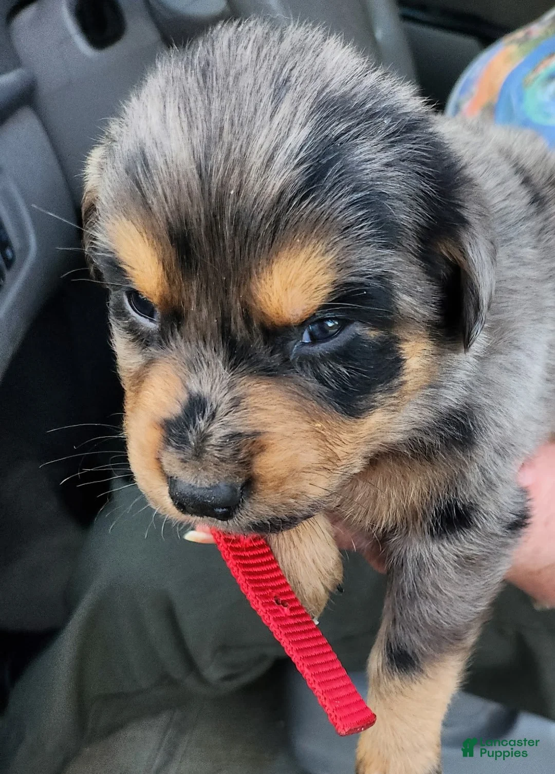 Miniature Australian Shepherd dogs for sale: Miniature Australian Shepherd Puppy 4 Handy - Ad 1