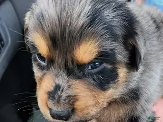 Miniature Australian Shepherd dogs Miniature Australian Shepherd Puppy 4 Handy - Ad 24