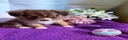 Mixed Breed dogs for sale: Mixed Breed 3 - Ad 13
