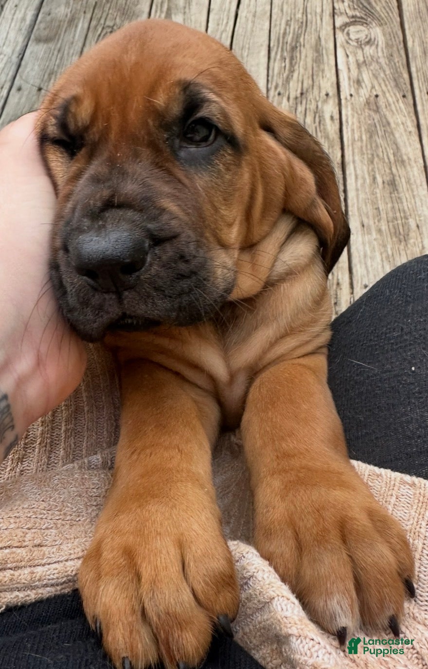 Bloodhound dogs Bloodhound Puppy 2 - Ad 4