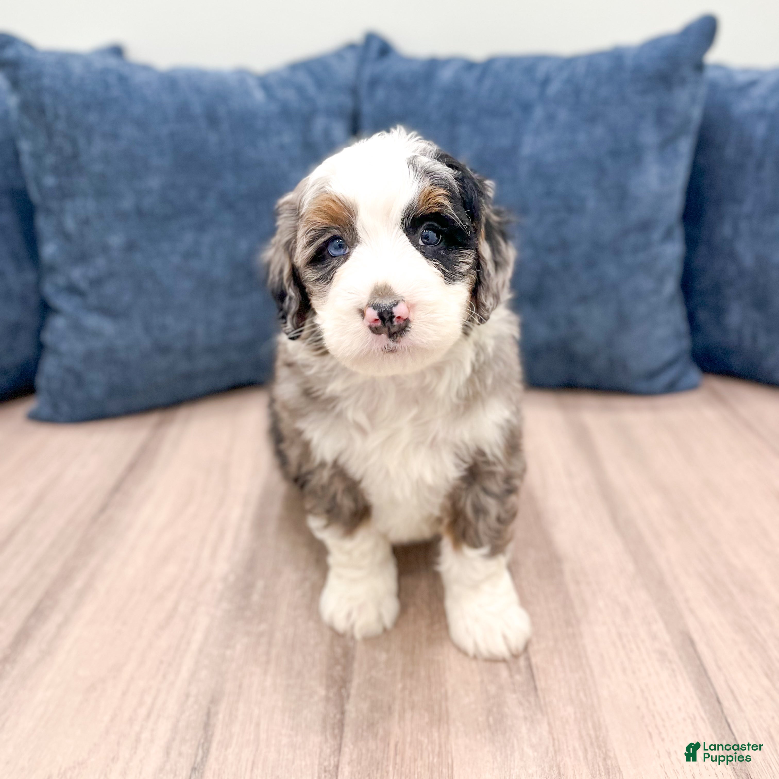 Mini Bernedoodle dogs Charlie - Ad 1