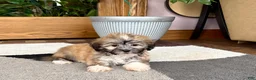 Mixed Breed dogs for sale: Lhasa/Coton male 2 - Ad 4
