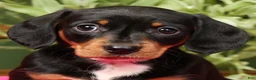Miniature Dachshund dogs for sale: Jenny - Ad 9