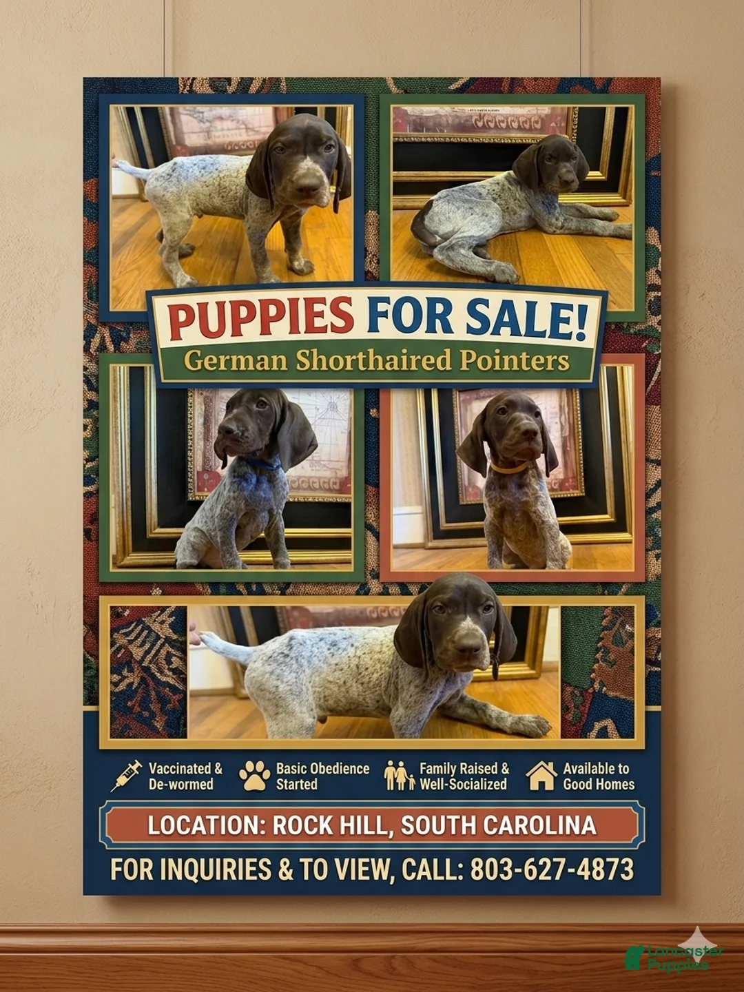 German Shorthaired Pointer dogs for sale: German Shorthaired Pointer 3 - Ad 1