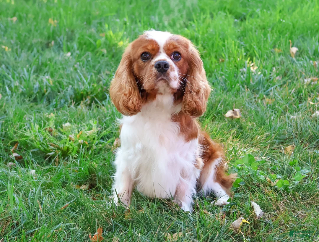 Cavalier King Charles Spaniel dogs for sale: Rambo  - Ad 8
