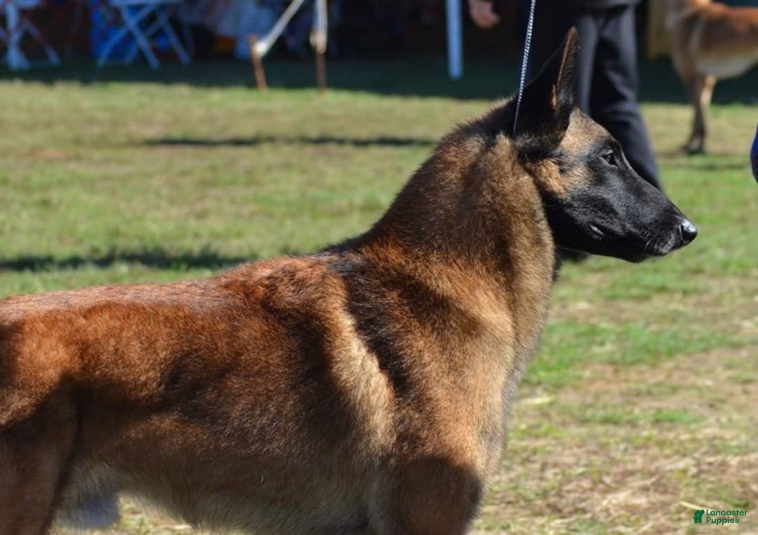 Belgian Malinois dogs for sale: Halo - Ad 15