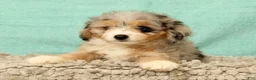Mini Aussiedoodle dogs for sale: Megan - Ad 7