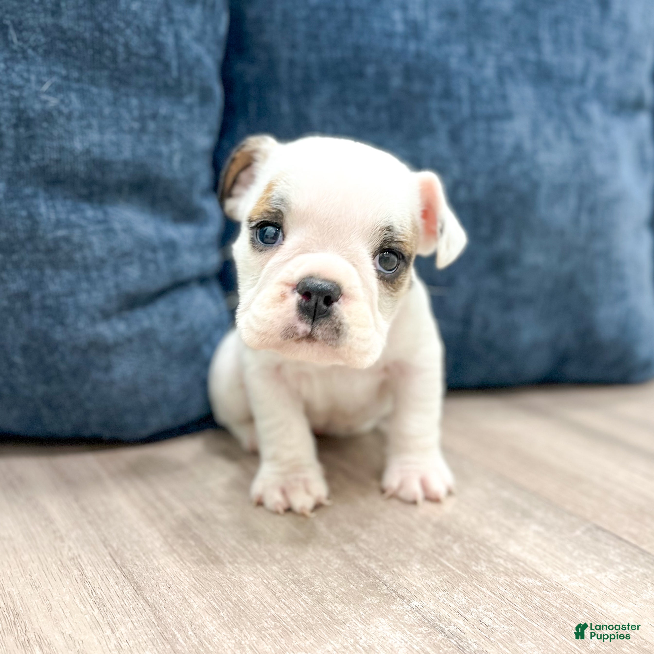 Beabull dogs for sale: Tootsie - Ad 4