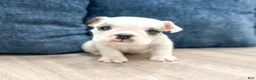 Beabull dogs for sale: Tootsie - Ad 1