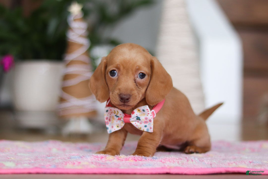 Miniature Dachshund dogs for sale: Beth - Ad 2