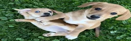 Mixed Breed dogs for sale: Classic Dorgi Female - Corgi & Dachshund Mix - Ad 22