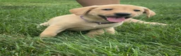 Labrador Retriever dogs for sale: Nala - Ad 4