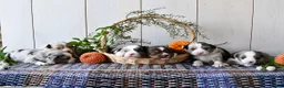 Miniature Australian Shepherd dogs for sale: Haven - Ad 3
