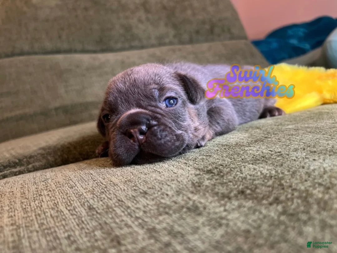 French Bulldog dogs for sale: Sage - Ad 1