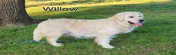Golden Retriever dogs for sale: Rocky - Ad 5