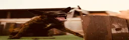Mixed Breed dogs for sale: Mixed Breed 1 - Ad 6