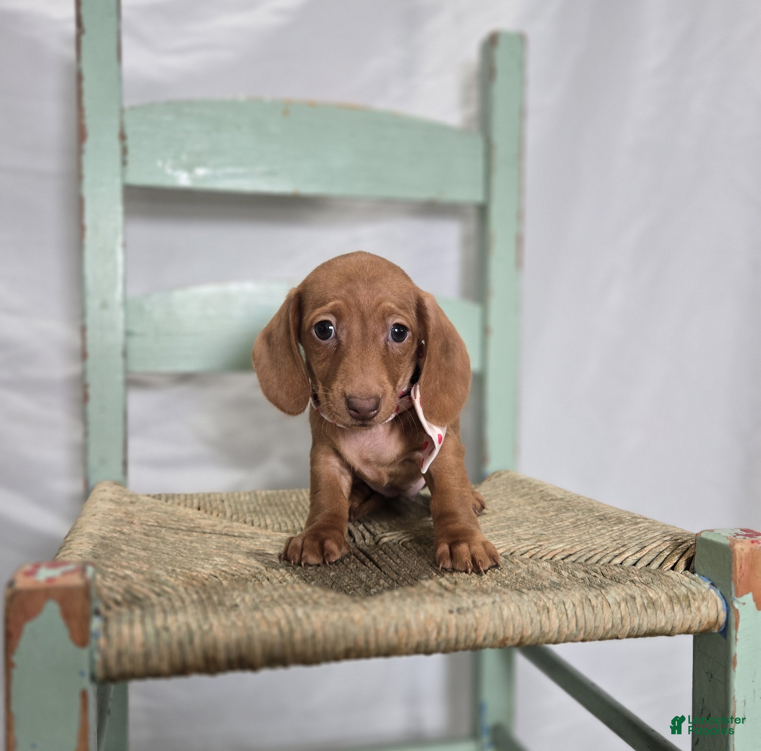 Miniature Dachshund dogs Alexia - Ad 2
